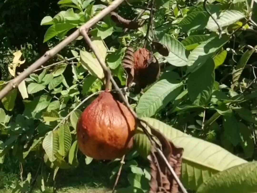 8月31日 樱桃树种植(4)气候和害虫是广东樱桃种植的困难哔哩哔哩bilibili