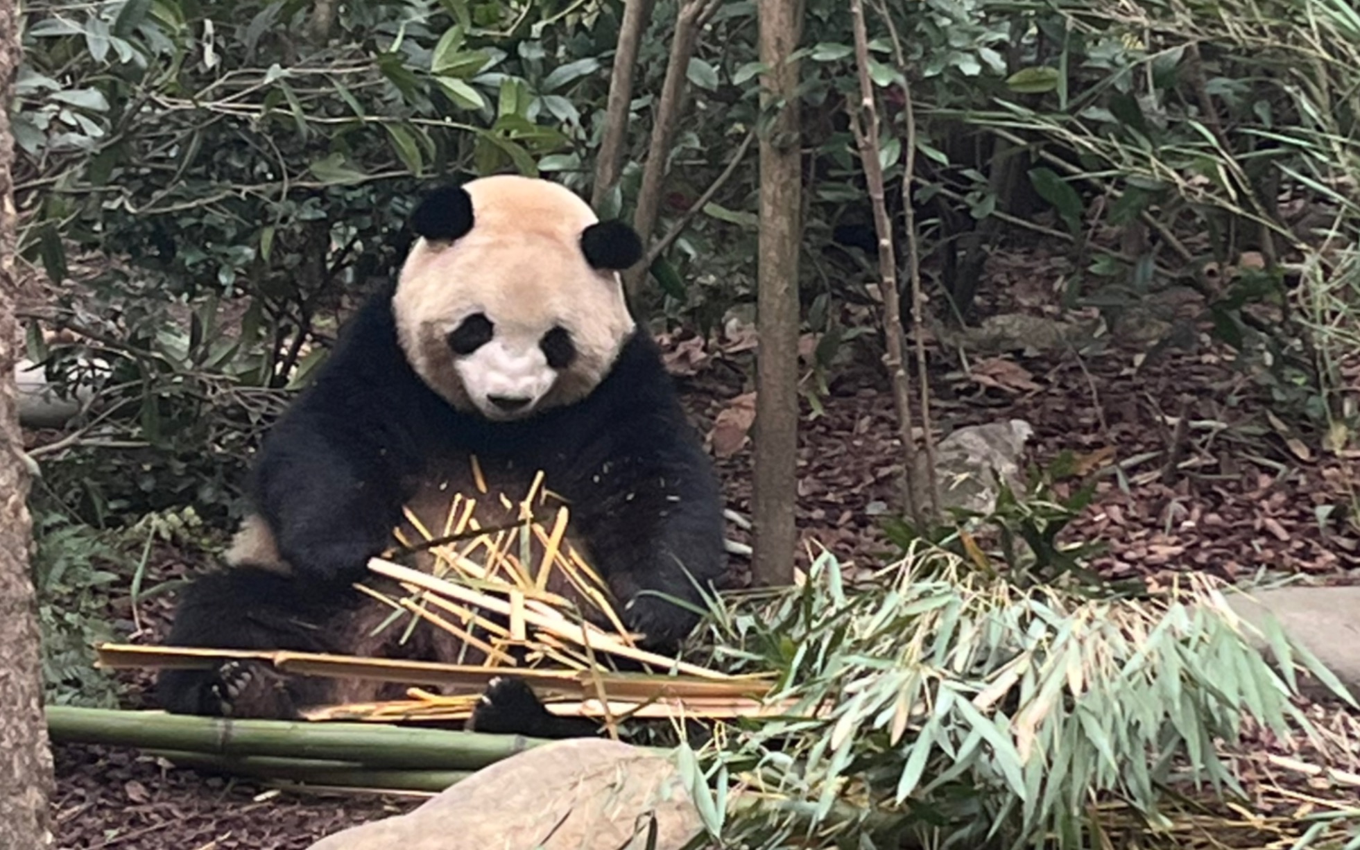 肉肉這可愛的嘴筒子 左右開弓狂吃竹子