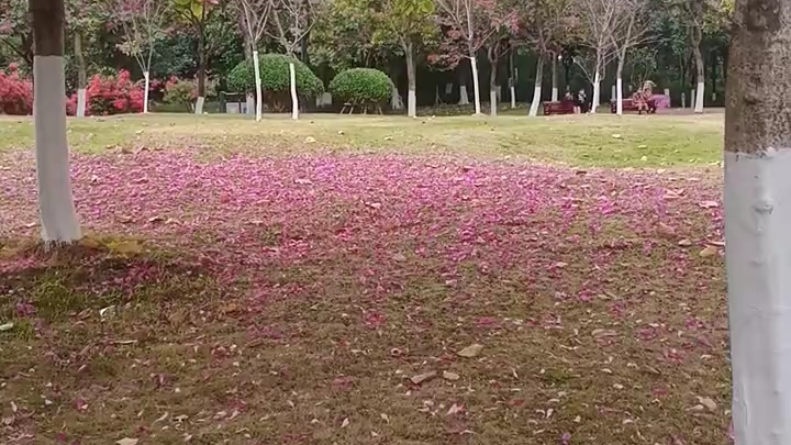 [图]洋紫荆花瓣雨