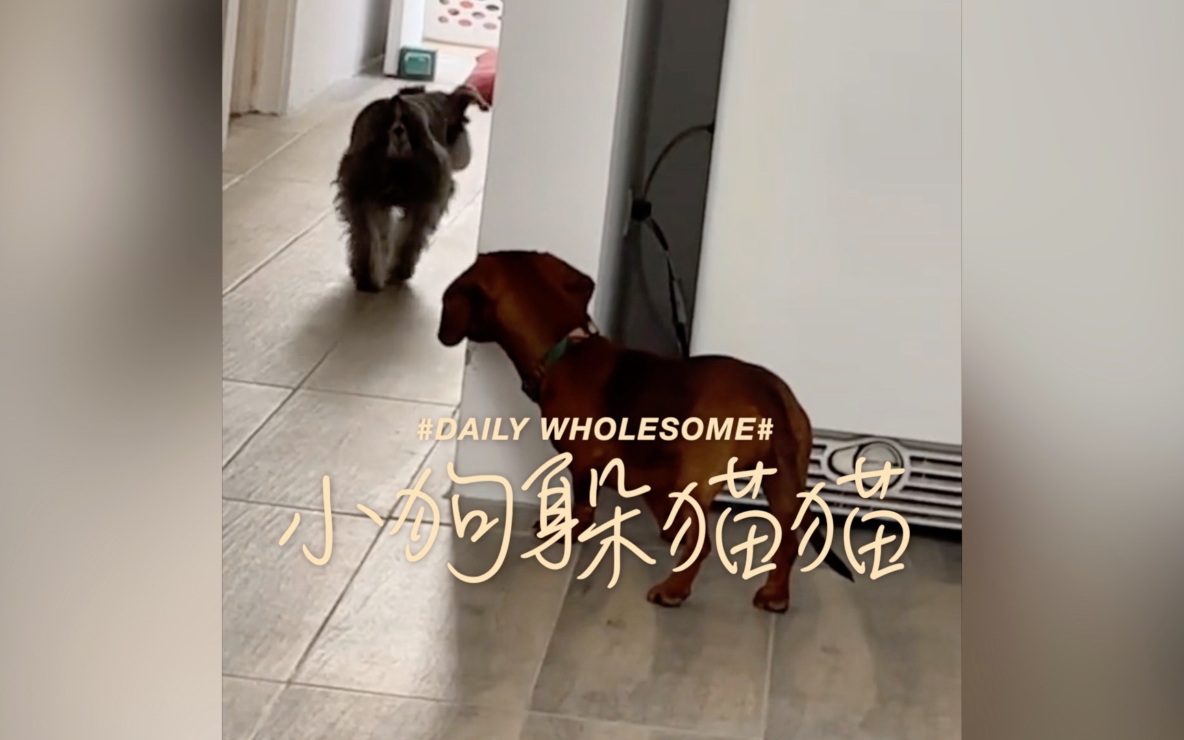 小狗之间也会玩躲猫猫哦哔哩哔哩bilibili