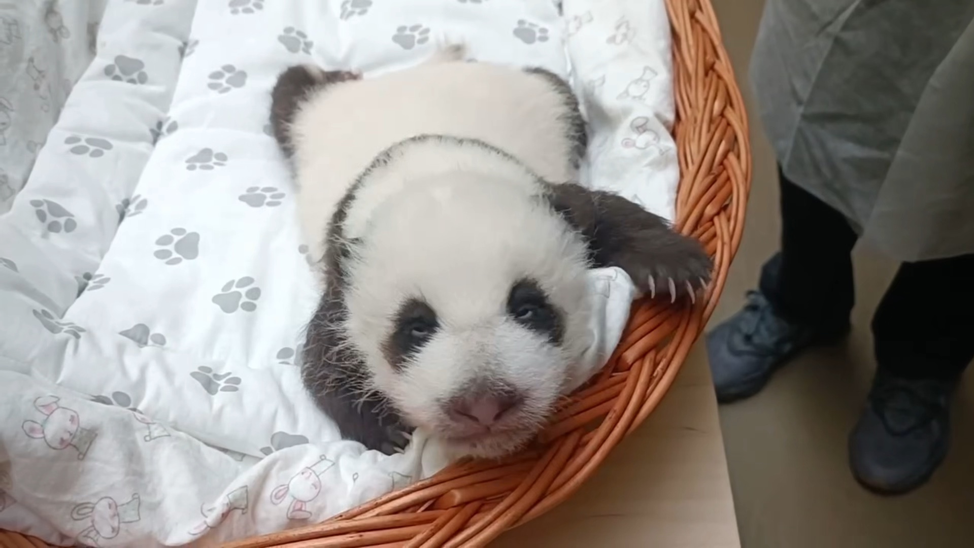 她是谁? #王小毛毛孩子 #大熊猫