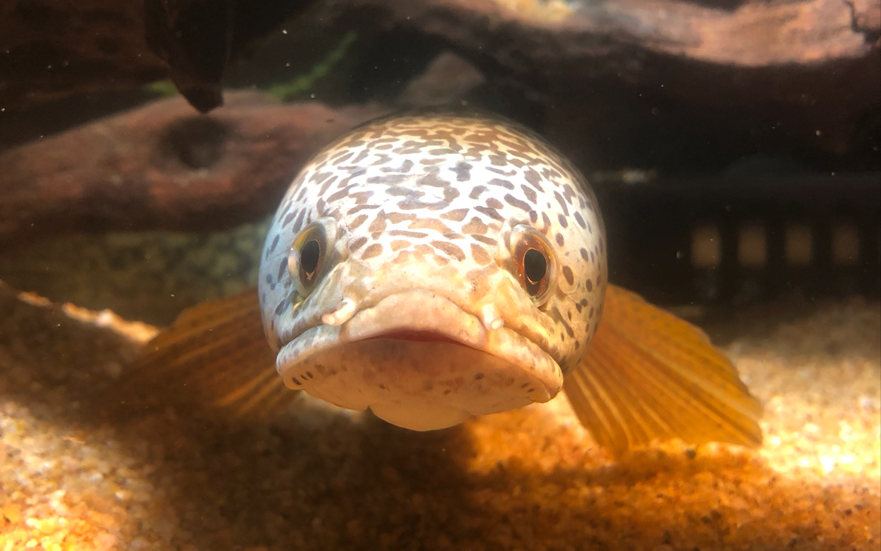 【冰山】巴卡雷龙,当我的梦想游入现实.