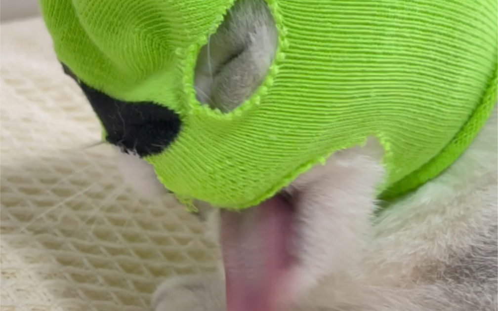 用袜子给宠物做头套当事喵好像不太开心不知道是颜色不喜欢还是款式不