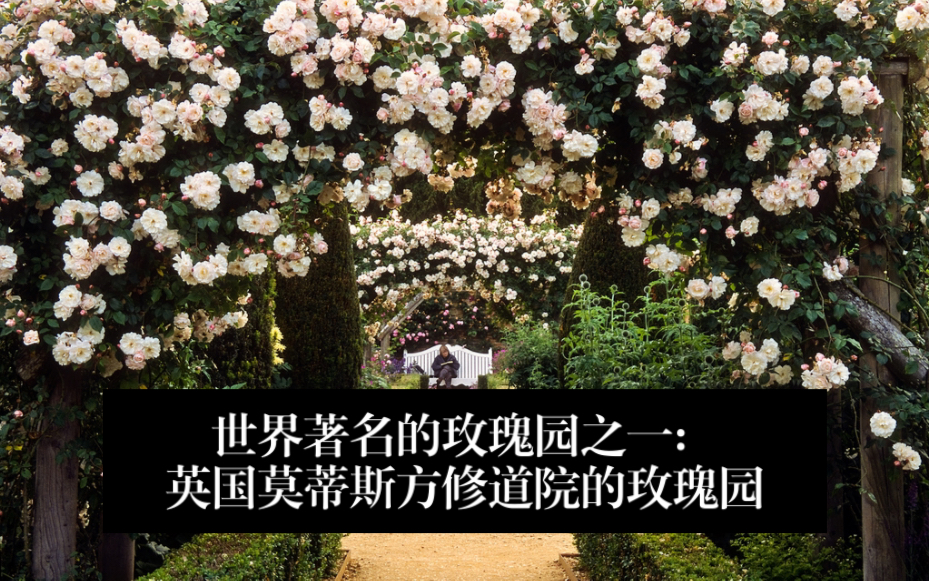 [图]世界著名的玫瑰园之一：Mottisfont Abbey Garden 英国莫蒂斯方修道院的玫瑰园