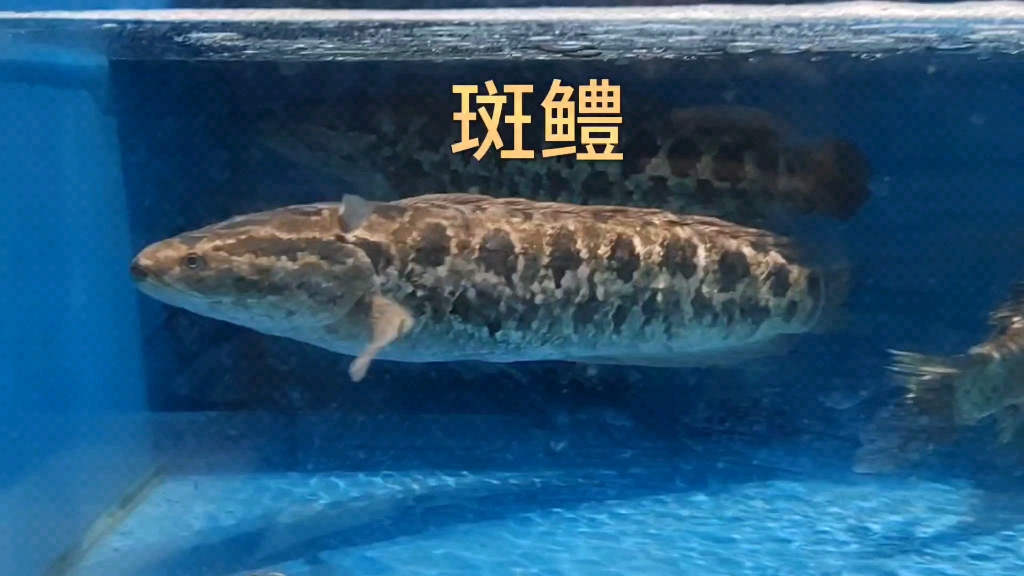 长江流域433种鱼类第18种—斑鳢哔哩哔哩bilibili