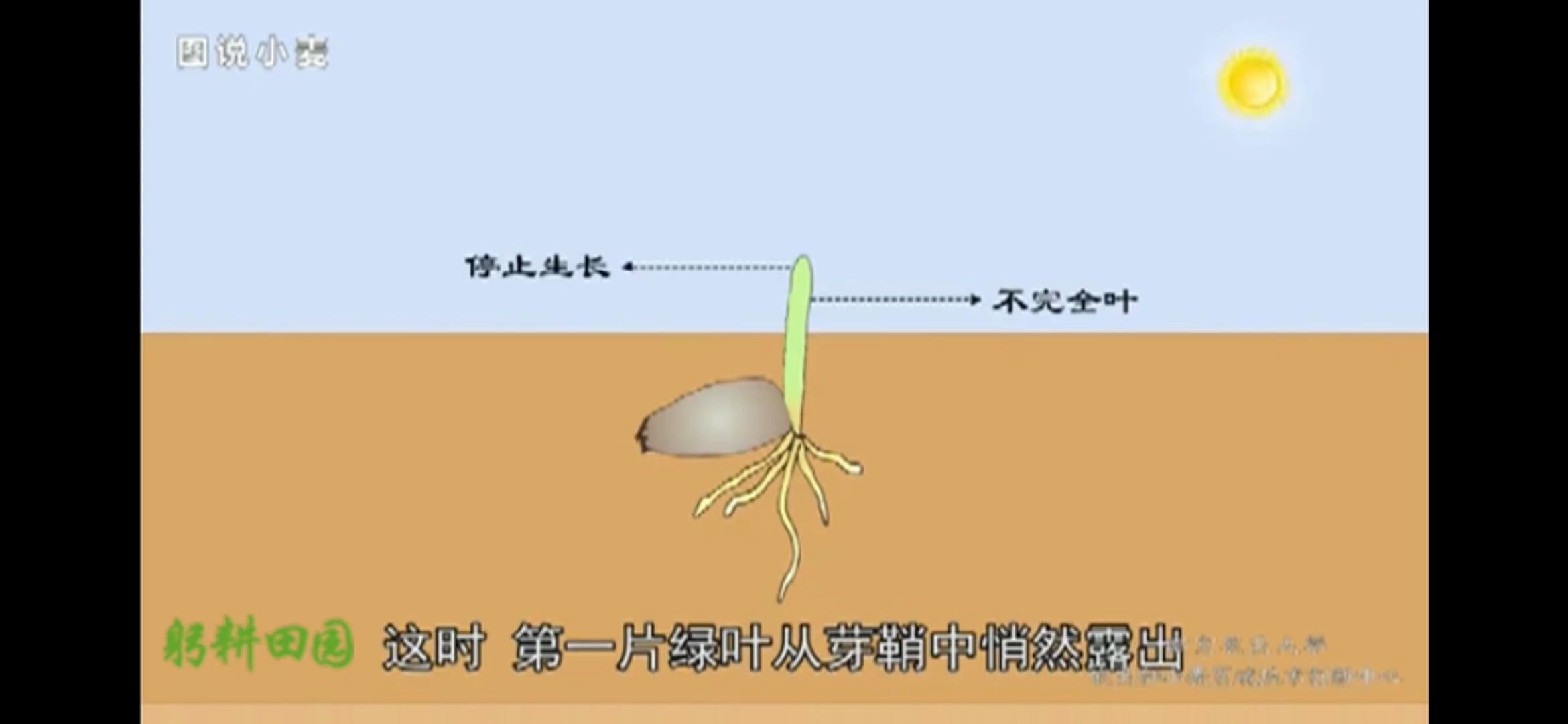 [图]小麦的播种期和出苗期