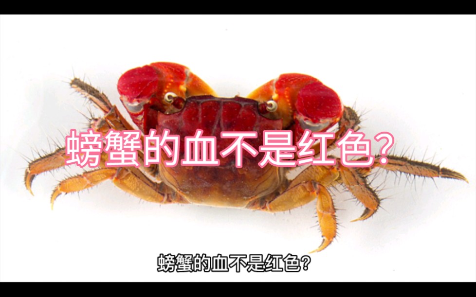 螃蟹的血不是红色?