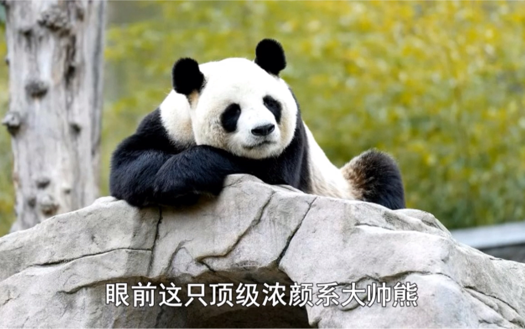 笑拥了!原来津柯也有搞不定的女熊#大熊猫津柯 #大熊猫友友