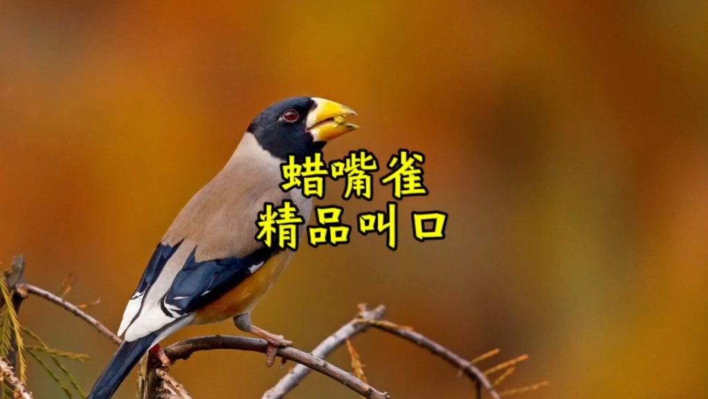 为什么雀