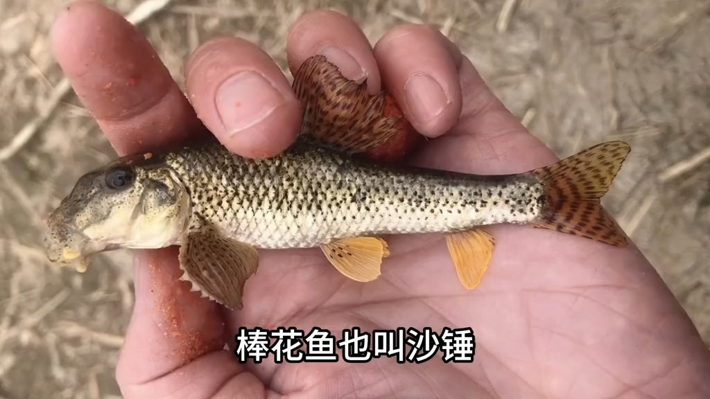 棒花鱼 是种很常见的小杂鱼