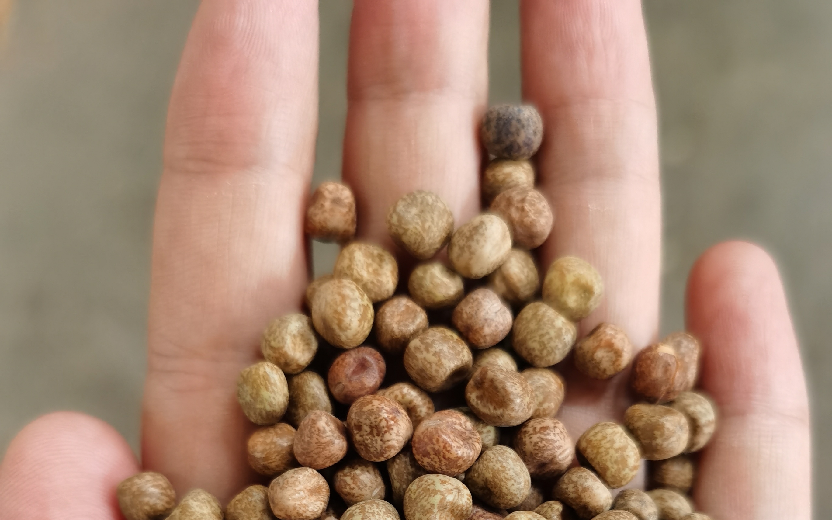 加拿大麻豌豆枫叶豆_哔哩哔哩_bilibili