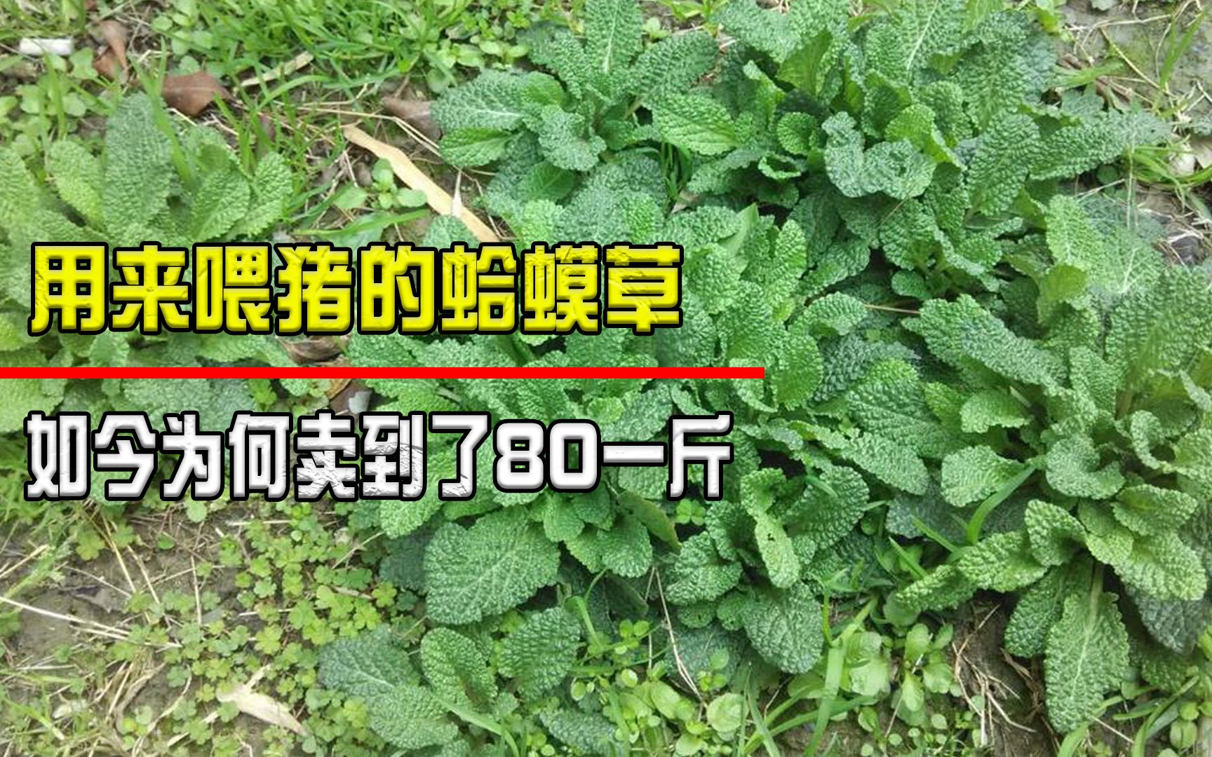 曾经用来喂猪的“蛤蟆草”,如今却能卖到80一斤,它的价值在哪哔哩哔哩bilibili