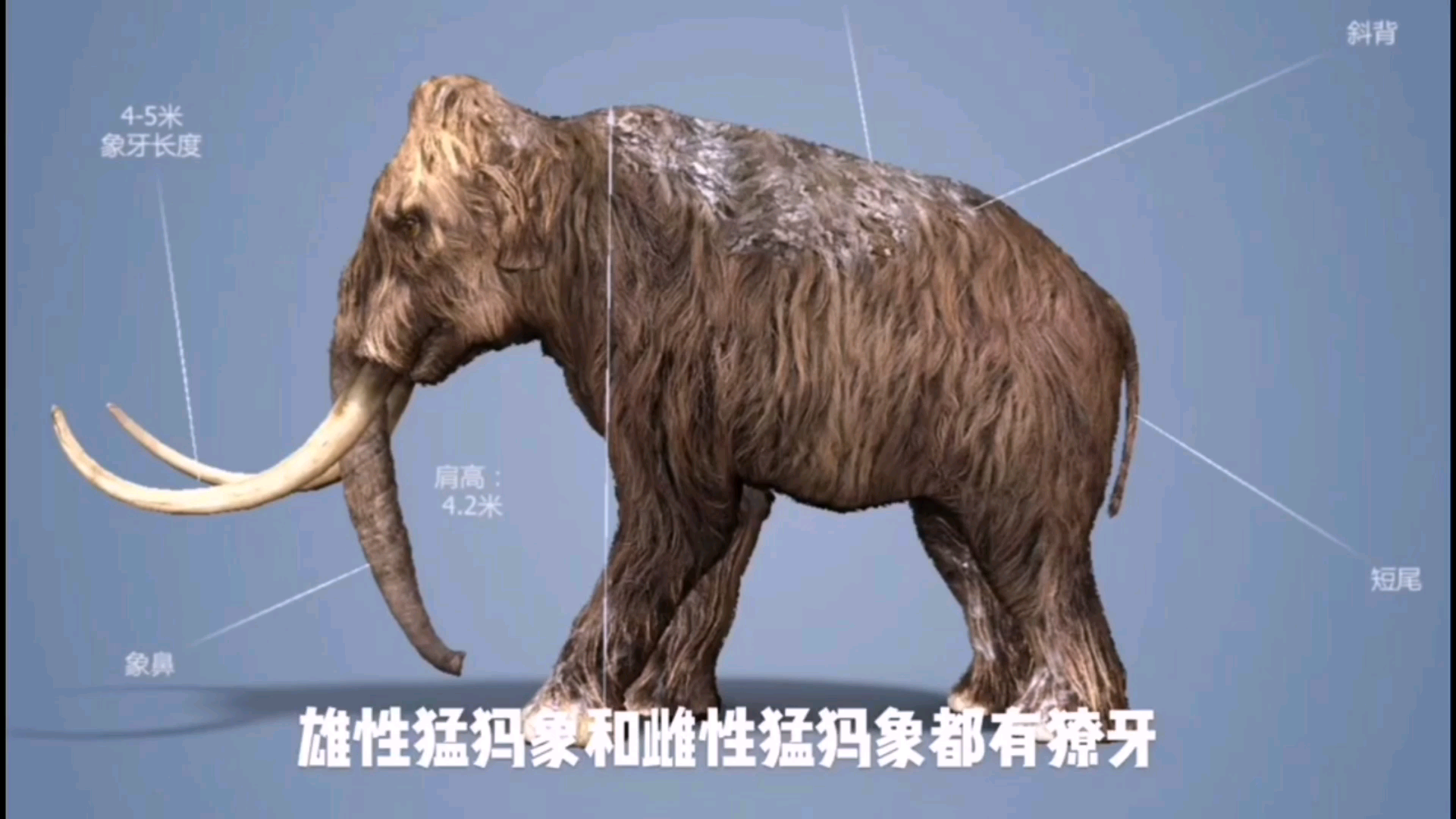 关于猛犸象的小知识.