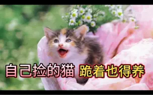 Télécharger la video: 自己捡的猫，跪着也得养