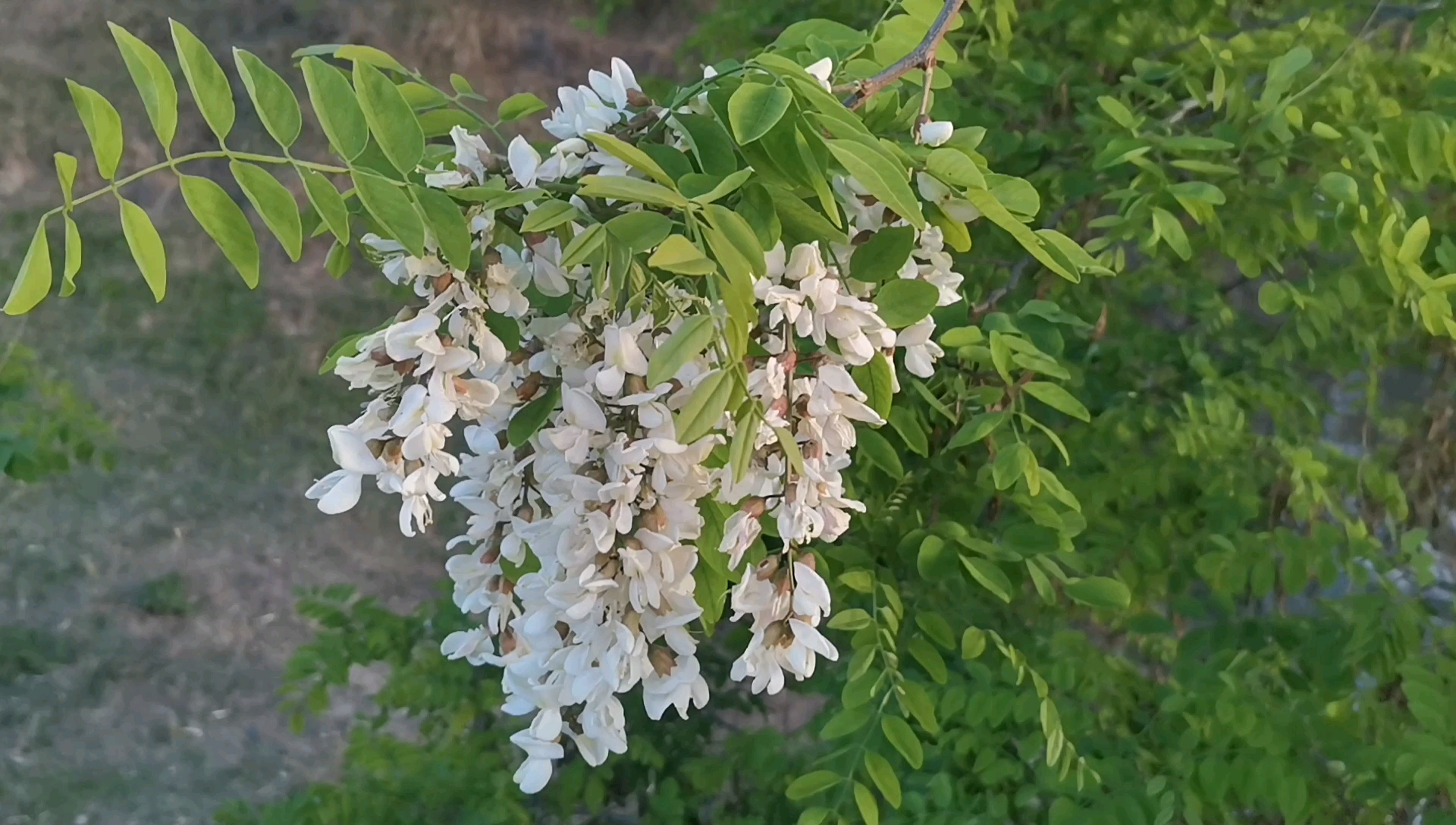 北方农村开白花的槐树一般叫刺槐花可以食用