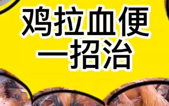 鸡拉红色粪便怎么办小鸡拉红屎怎么回事鸡拉西红柿便怎么办鸡拉血便怎么回事哔哩哔哩bilibili