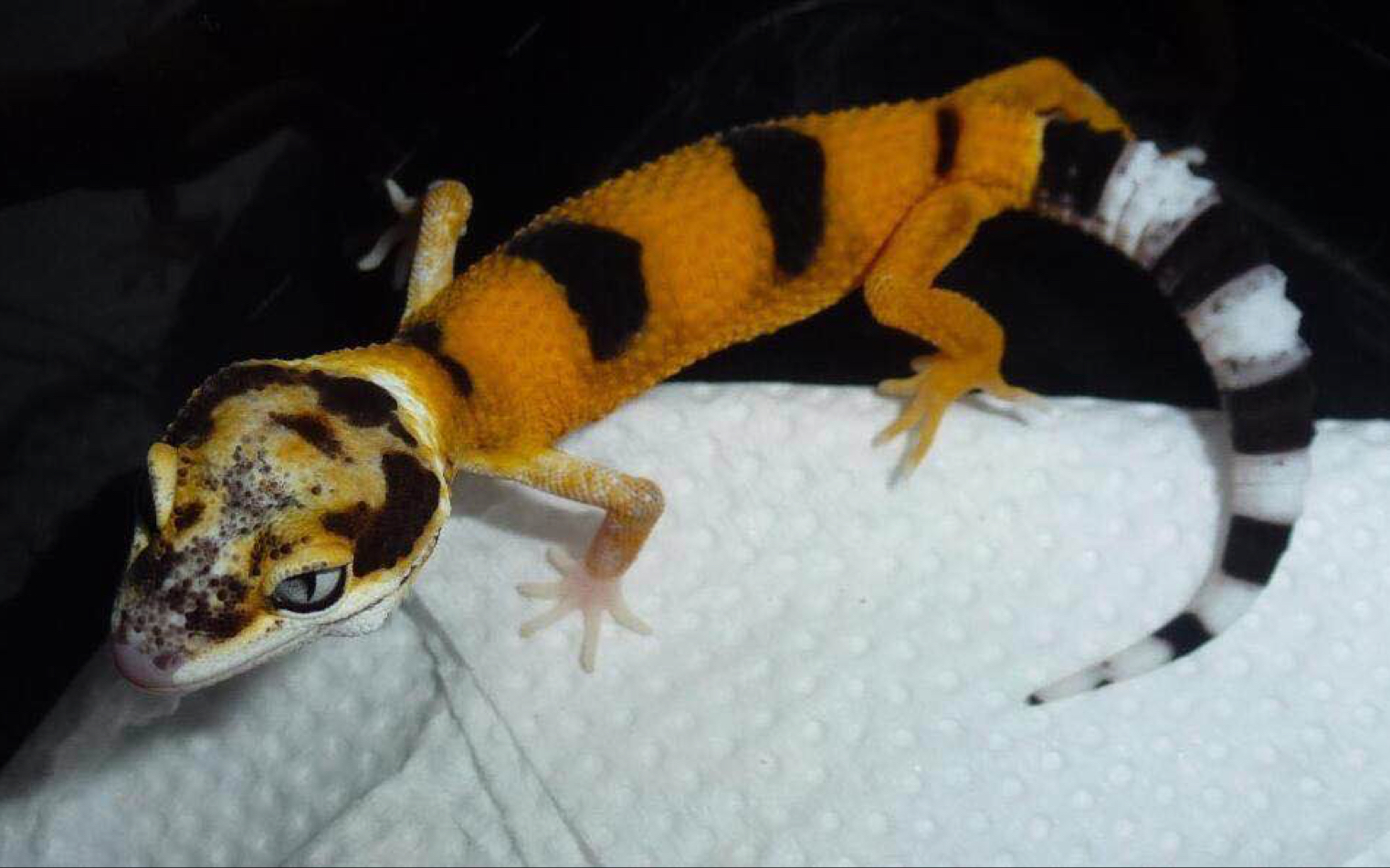 【豹纹守宫】之失踪人口的橘化柠檬霜开箱 拔牙是真的痛t.