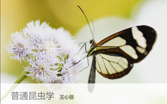 [图]普通昆虫学 主讲-王心丽 【植物保护】【农业昆虫与害虫防治】【全31讲】