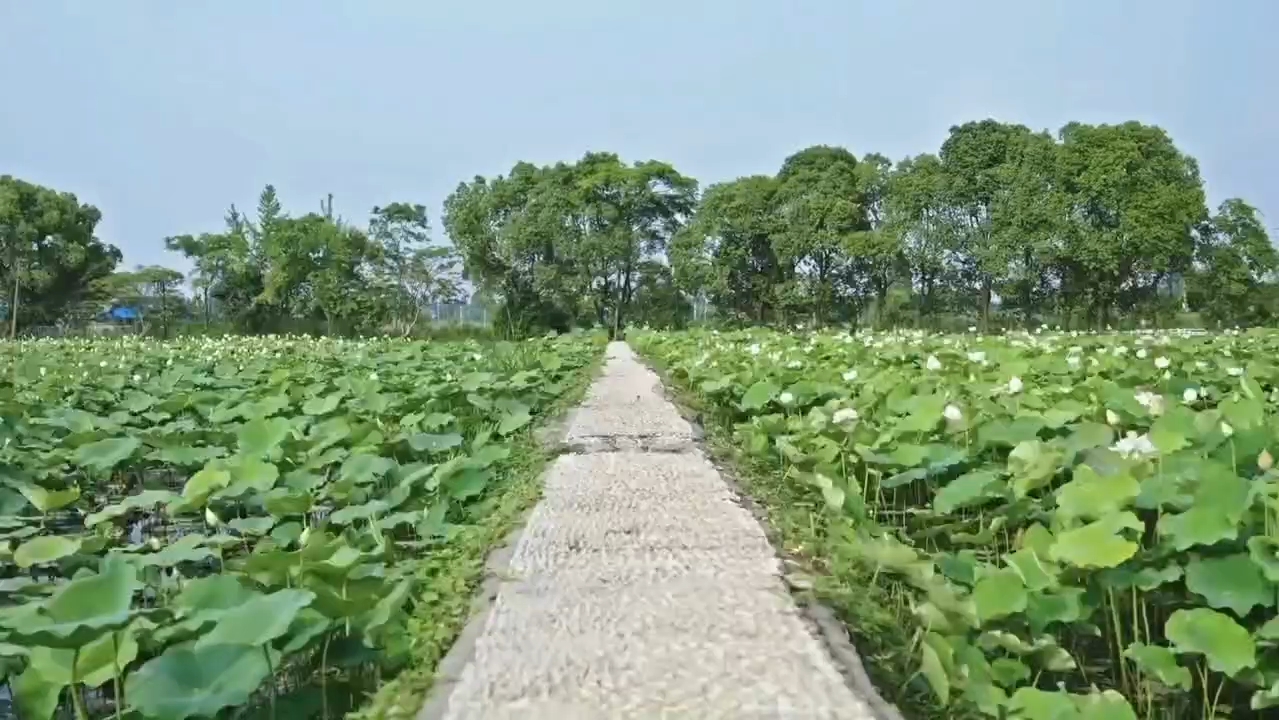 陶辛水韵风景纯享版(耳机党福利)