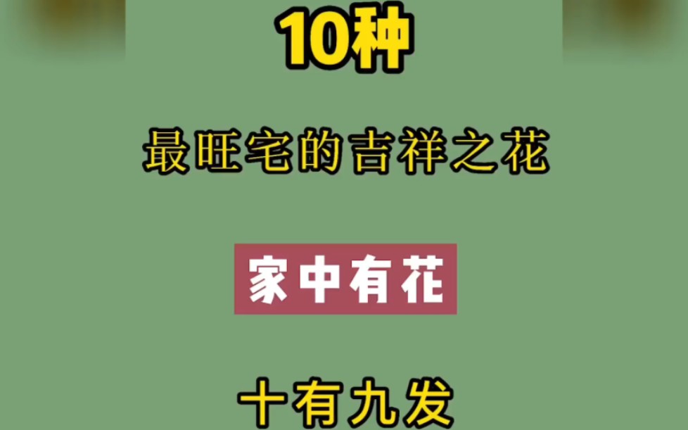 十种最旺宅的吉祥之花,家中有花,十有九发哔哩哔哩bilibili