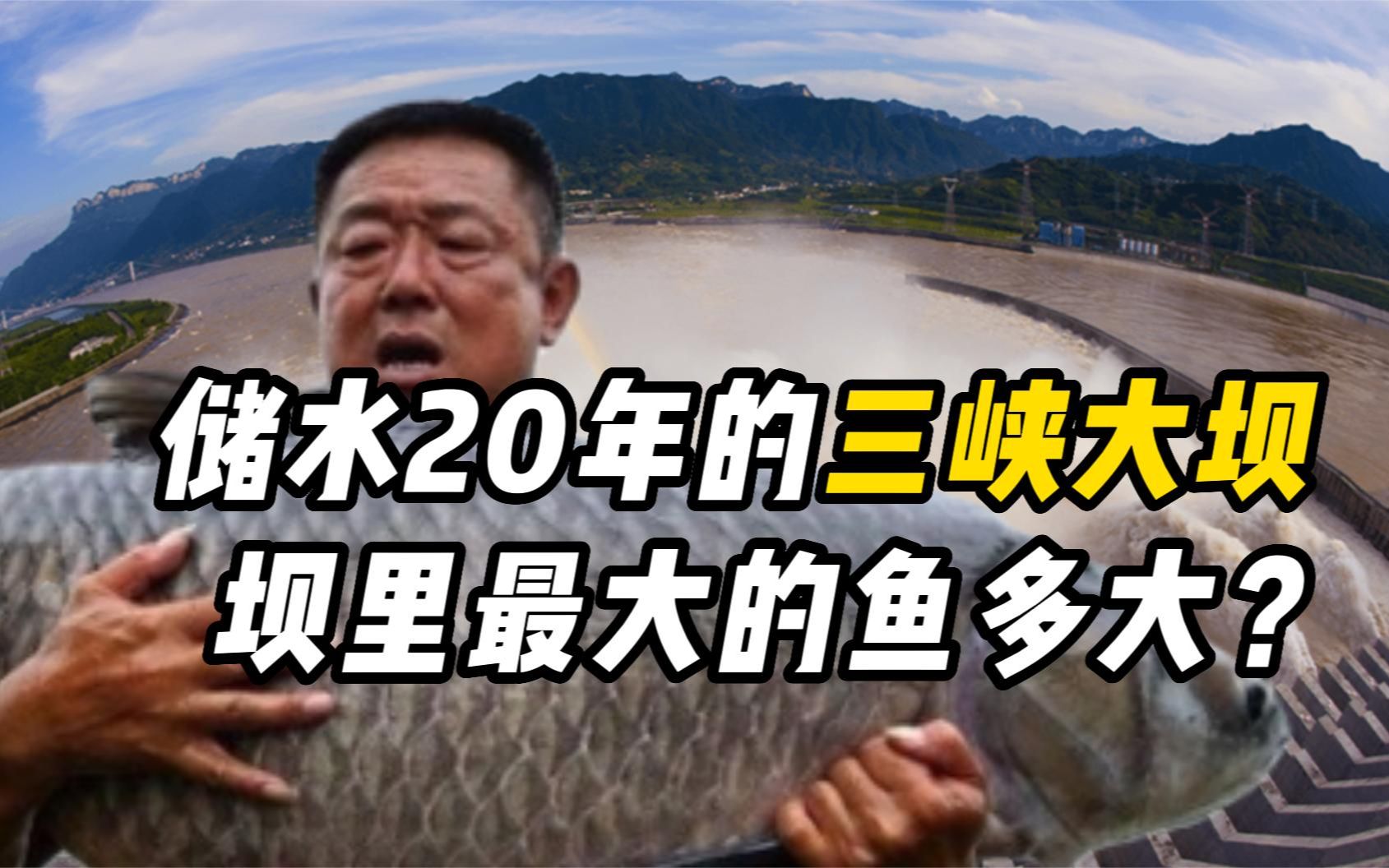 三峡水库淡水鱼的“天堂”,最大的鱼重700斤?当地村民:不止哔哩哔哩bilibili