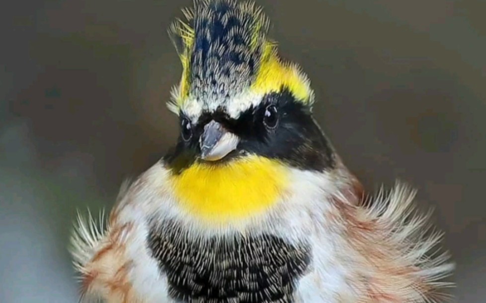 黄豆鸟的鸟叫声图片