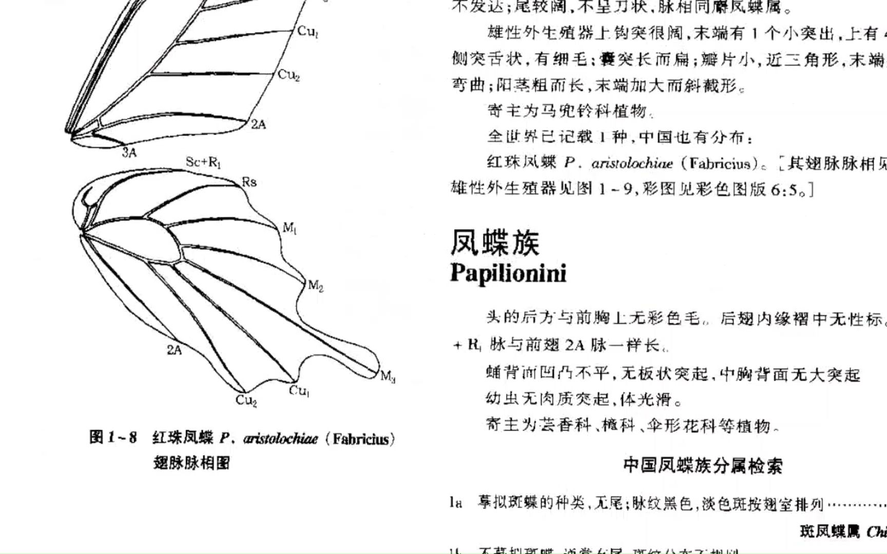 【中国蝴蝶分类与鉴定】1~100哔哩哔哩bilibili