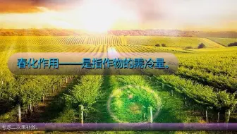 葡萄花序少的补救措施 哔哩哔哩 Bilibili 葡萄花序少的补救措施 哔哩哔哩 Bilibili