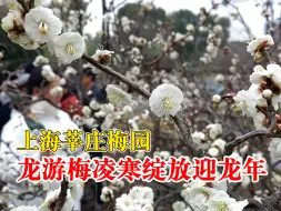 下载视频: 上海莘庄梅园龙游梅凌寒绽放迎龙年：增添一份盎然春意