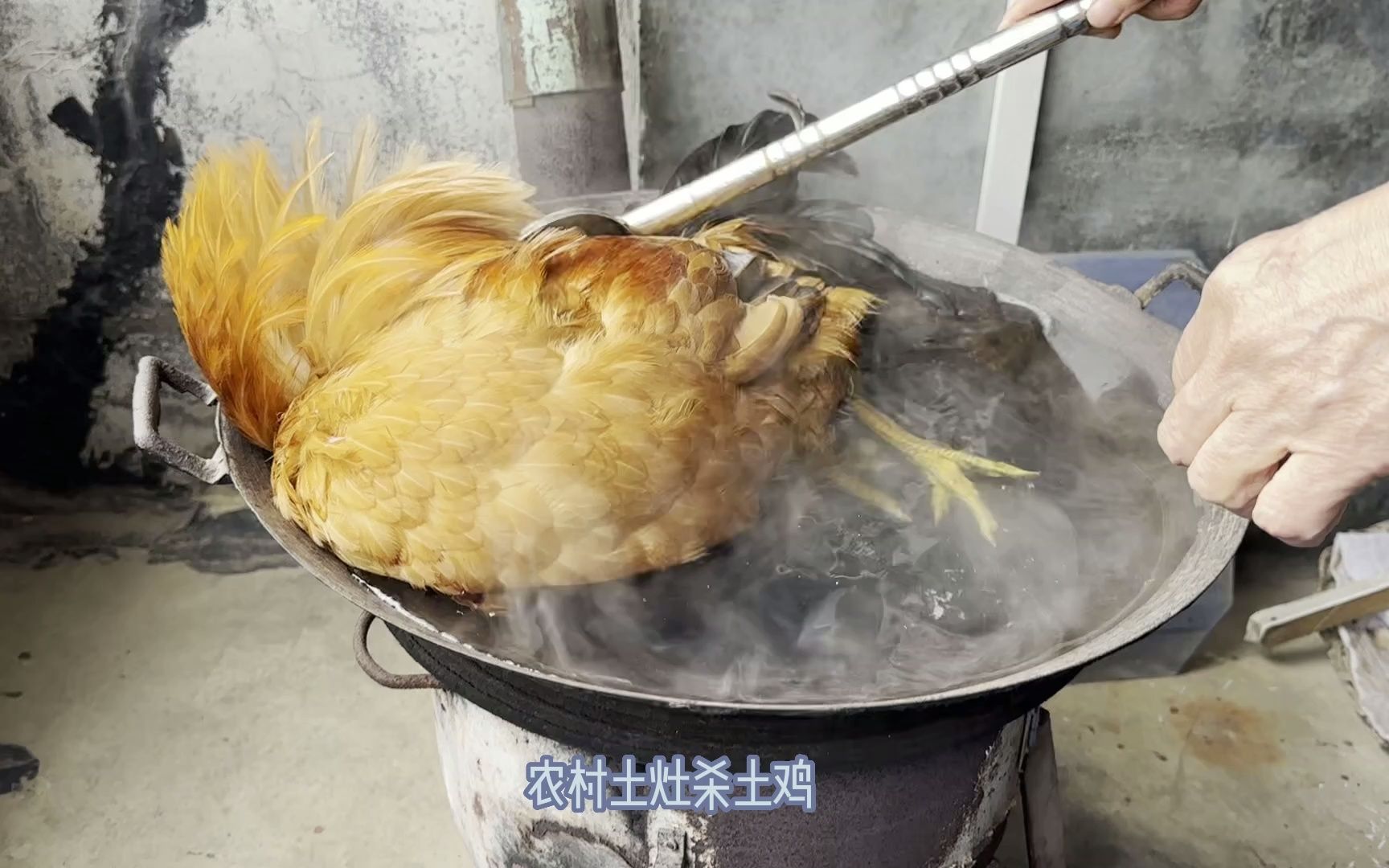 过年啦~给鸡94拔毛