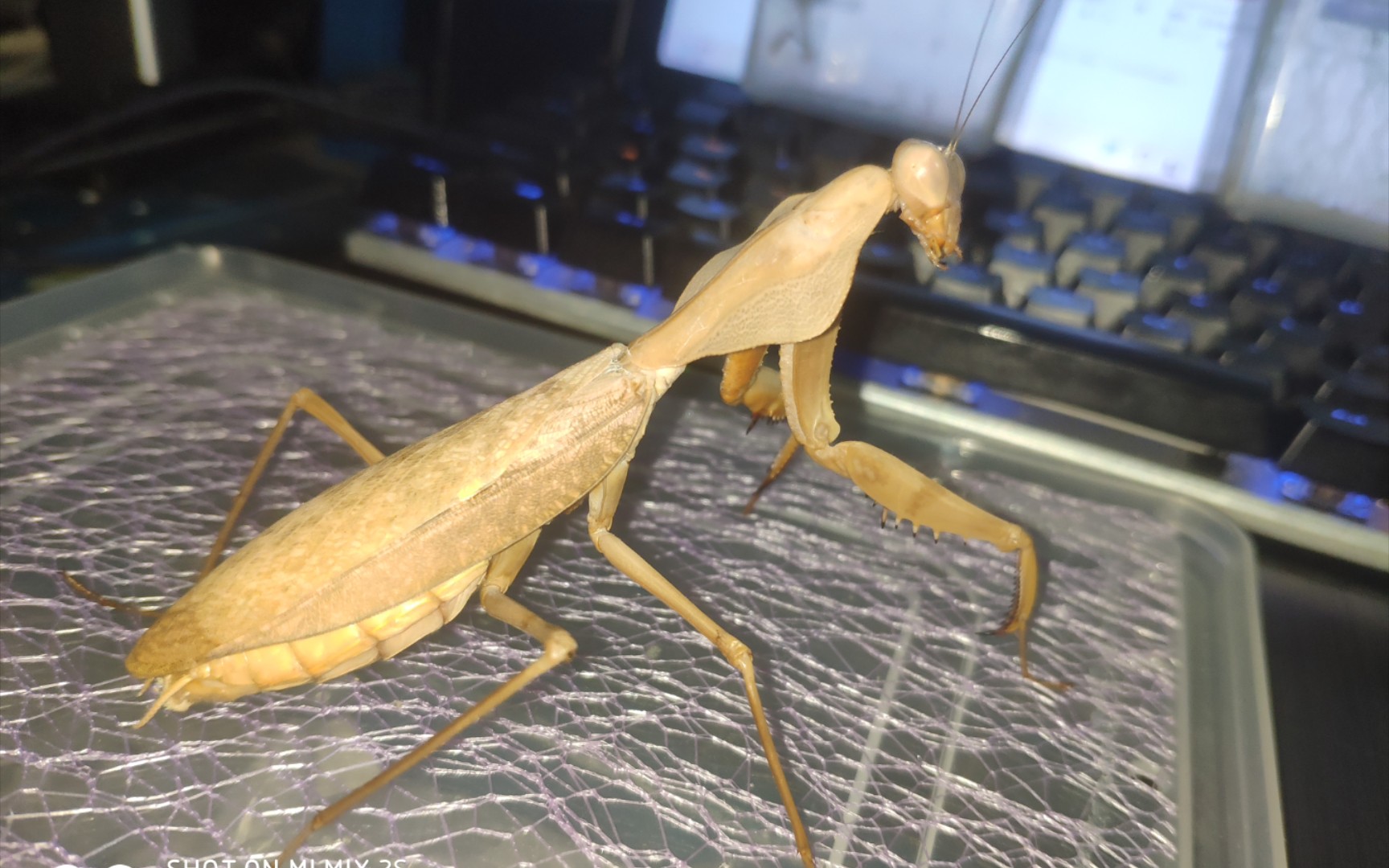 活动  克氏菱背螳捕食天牛