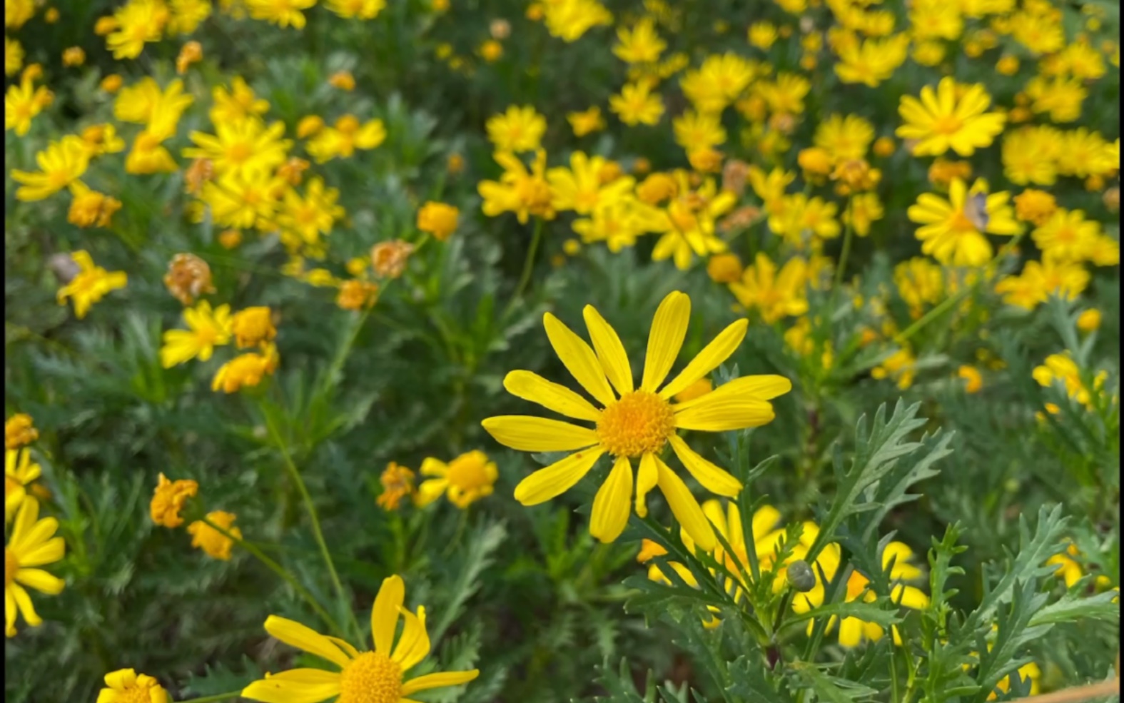 苹果12拍的还行吧