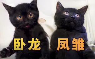 下载视频: 绑了俩奶猫，隔天猫妈也来了！