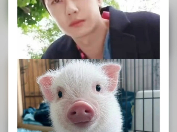 王一博像小猪吗?