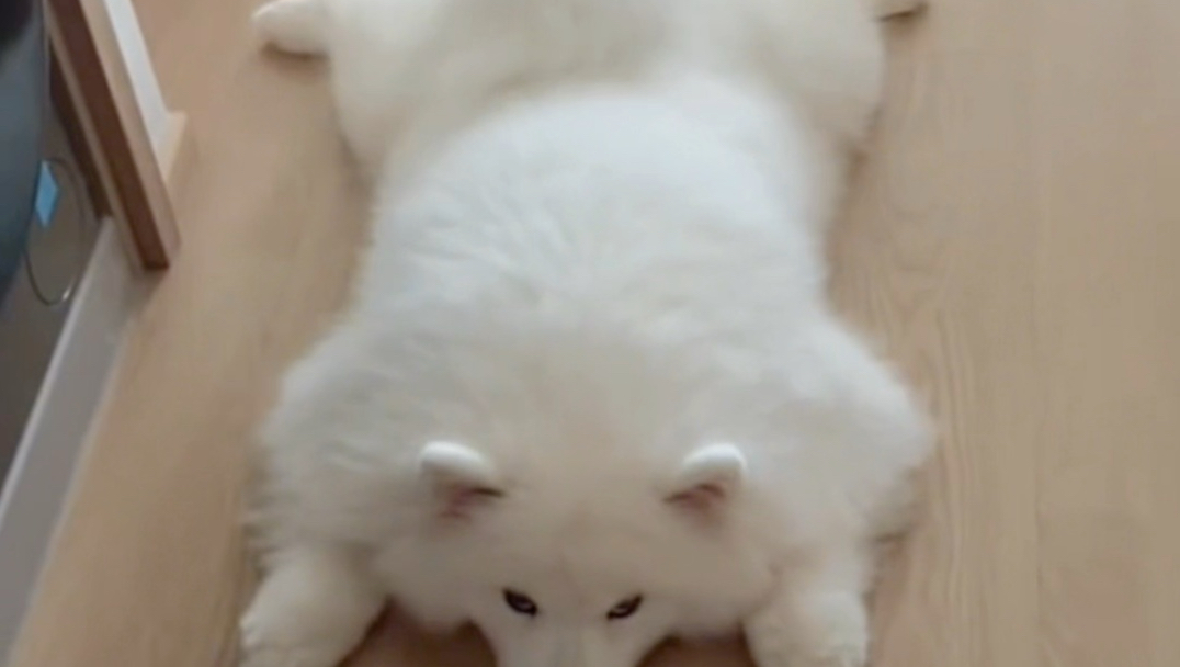 小狗板鸭趴