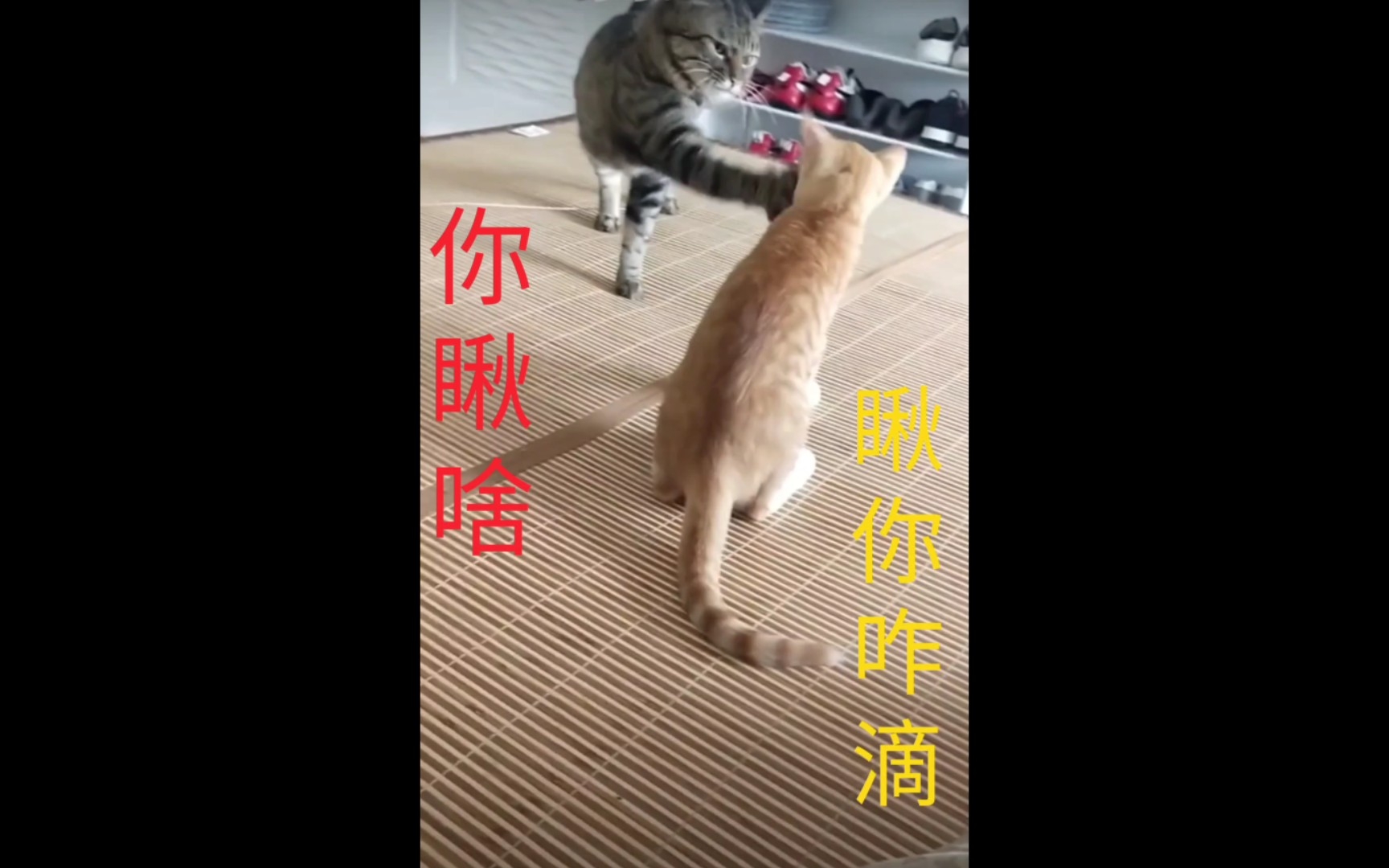 你瞅啥瞅你咋滴