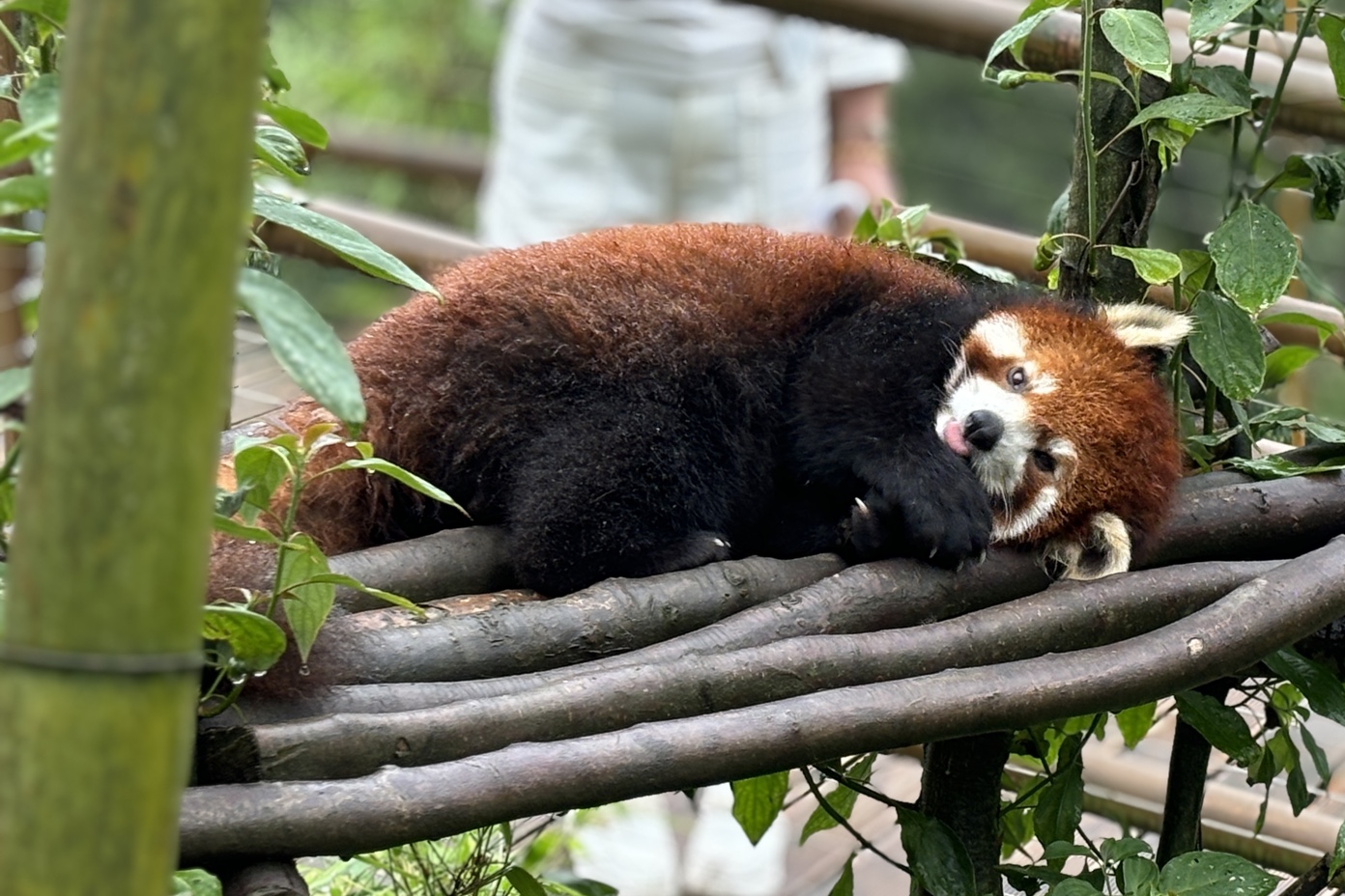 小耳朵很好rua的样子 【成都小熊猫】