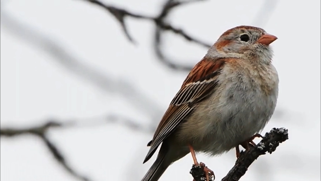 长相跟麻雀相近的田雀鹀