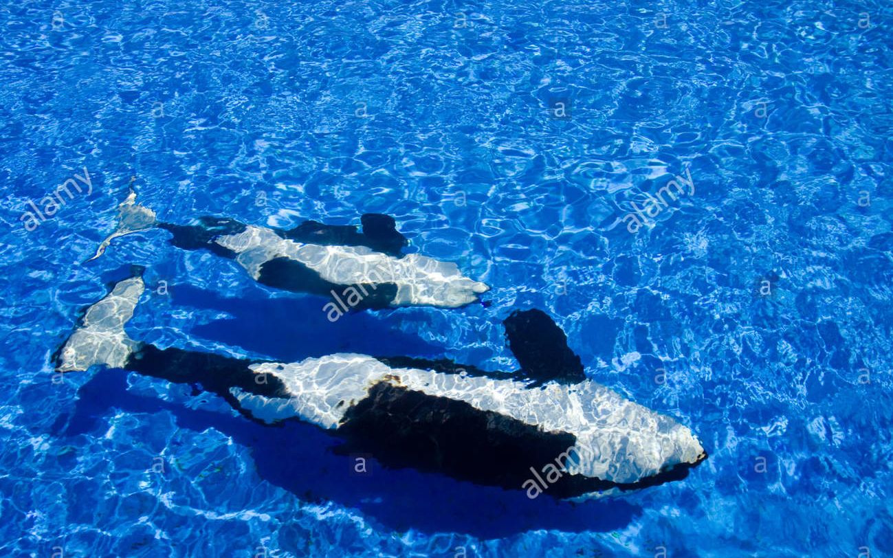 海洋霸主?无人机航拍虎鲸群翩翩起舞 开心得像个几千公斤的孩子!