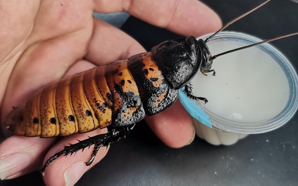 马岛发声蟑螂吃果冻