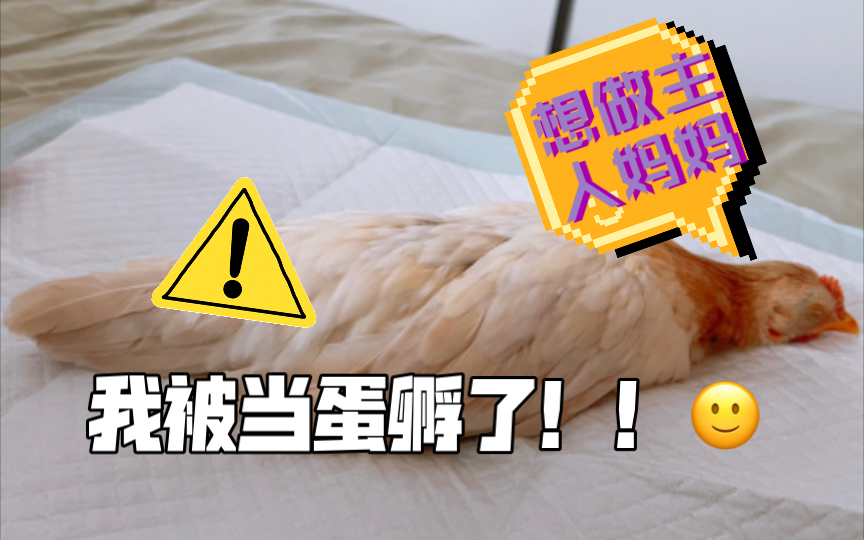 【抱窝】把我当蛋孵??!!!!!哔哩哔哩bilibili