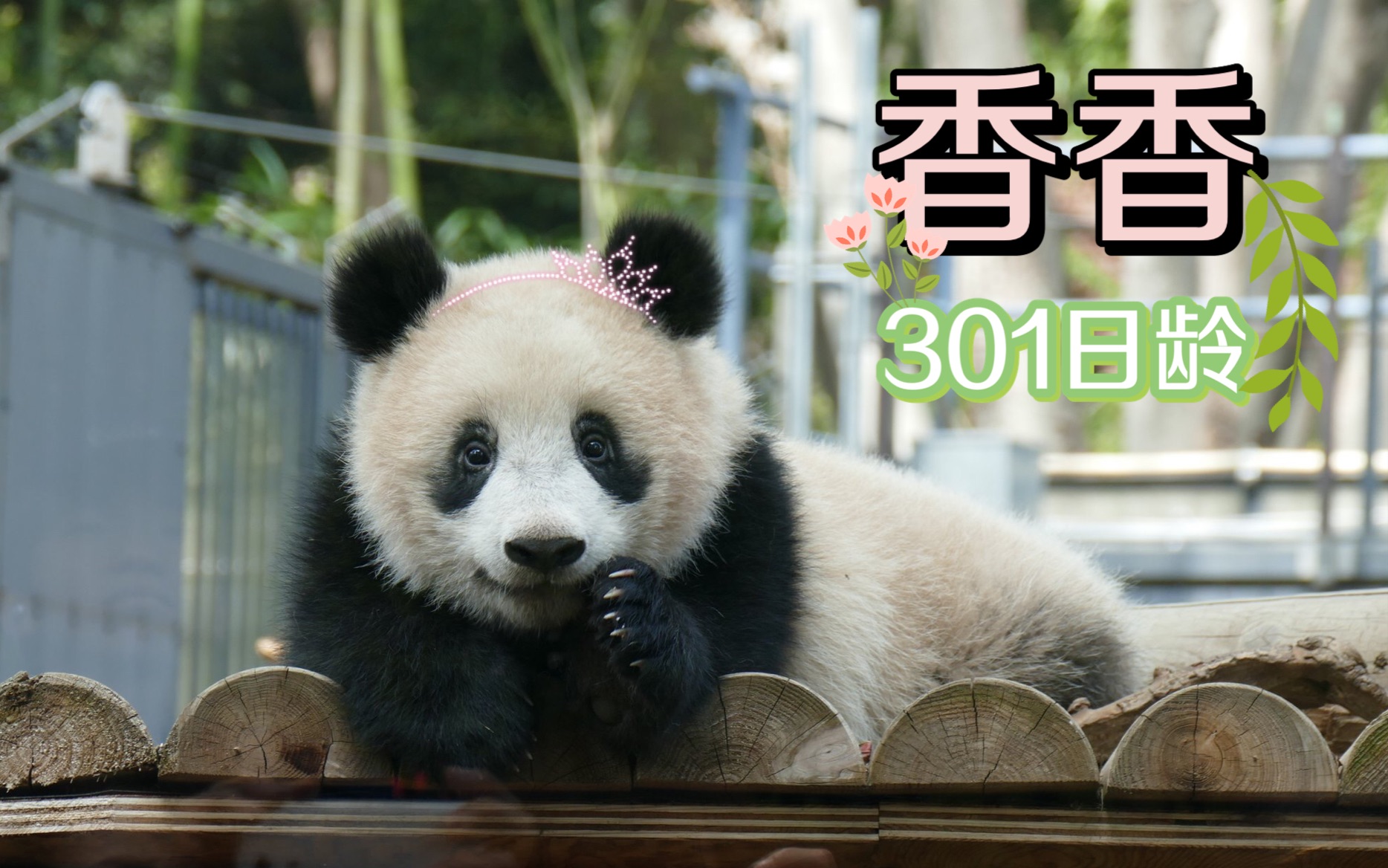 大熊猫香香301日龄公开不要和胖大海学打麻麻比力静静趴在木架上看