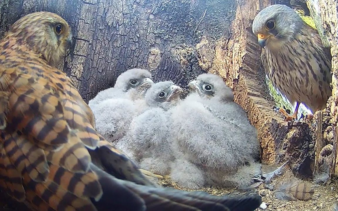 红隼夫妇拼命养育幼崽,食物短缺,天气严寒,遭遇巨大挑战【robert e fu
