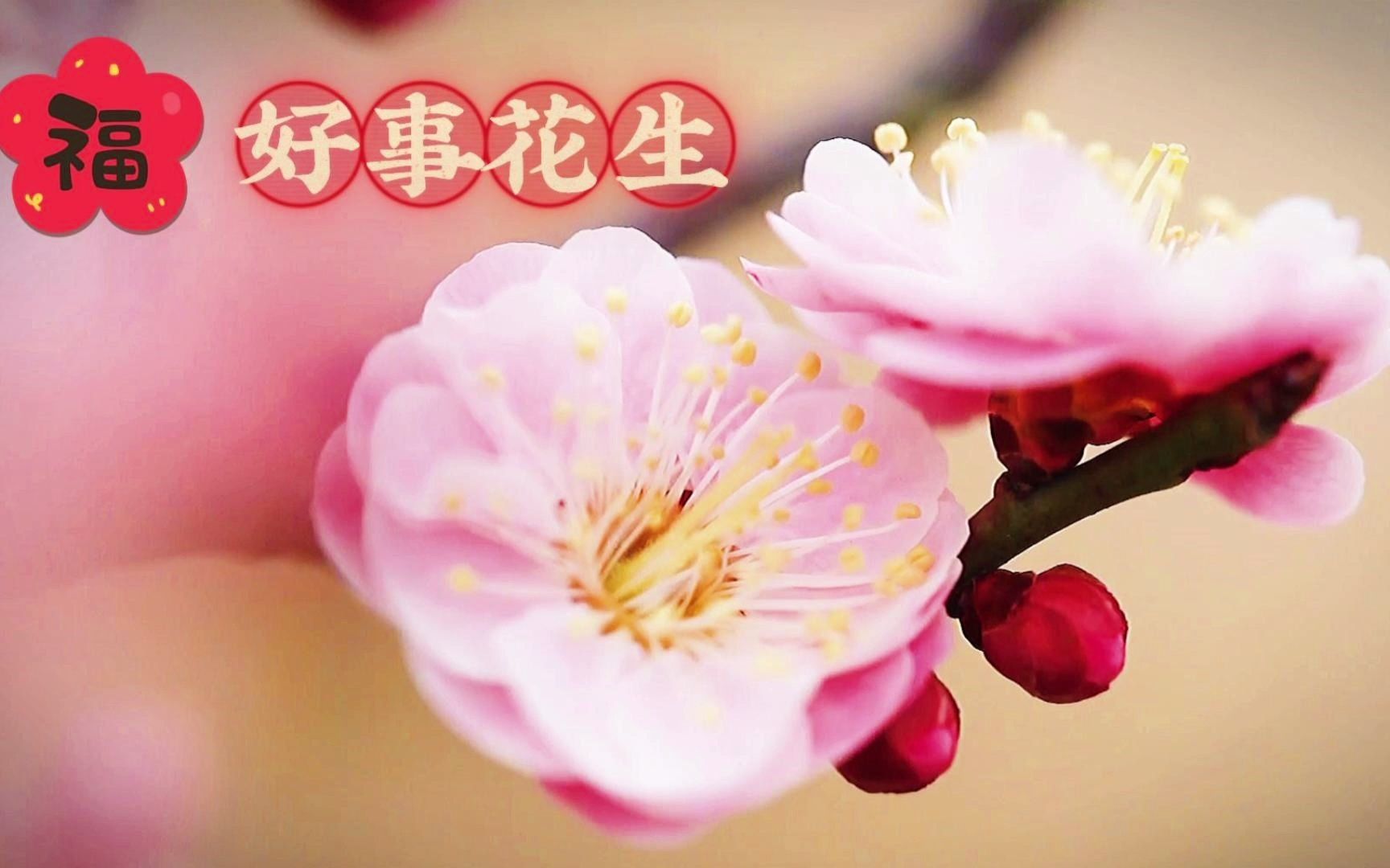 大年初二,花開富貴!恭祝大家:日日都有好事花生,繫上眉梢!