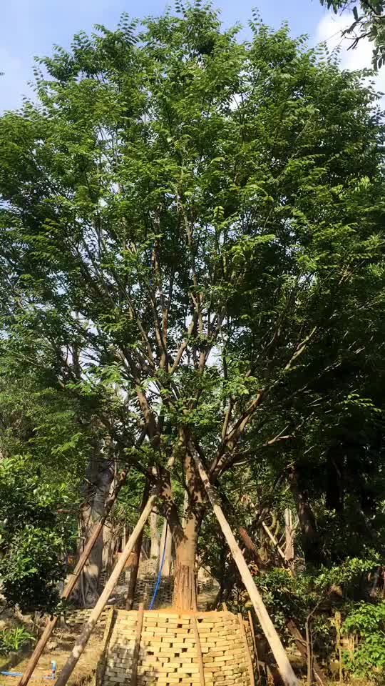 28cm精品全冠朴树