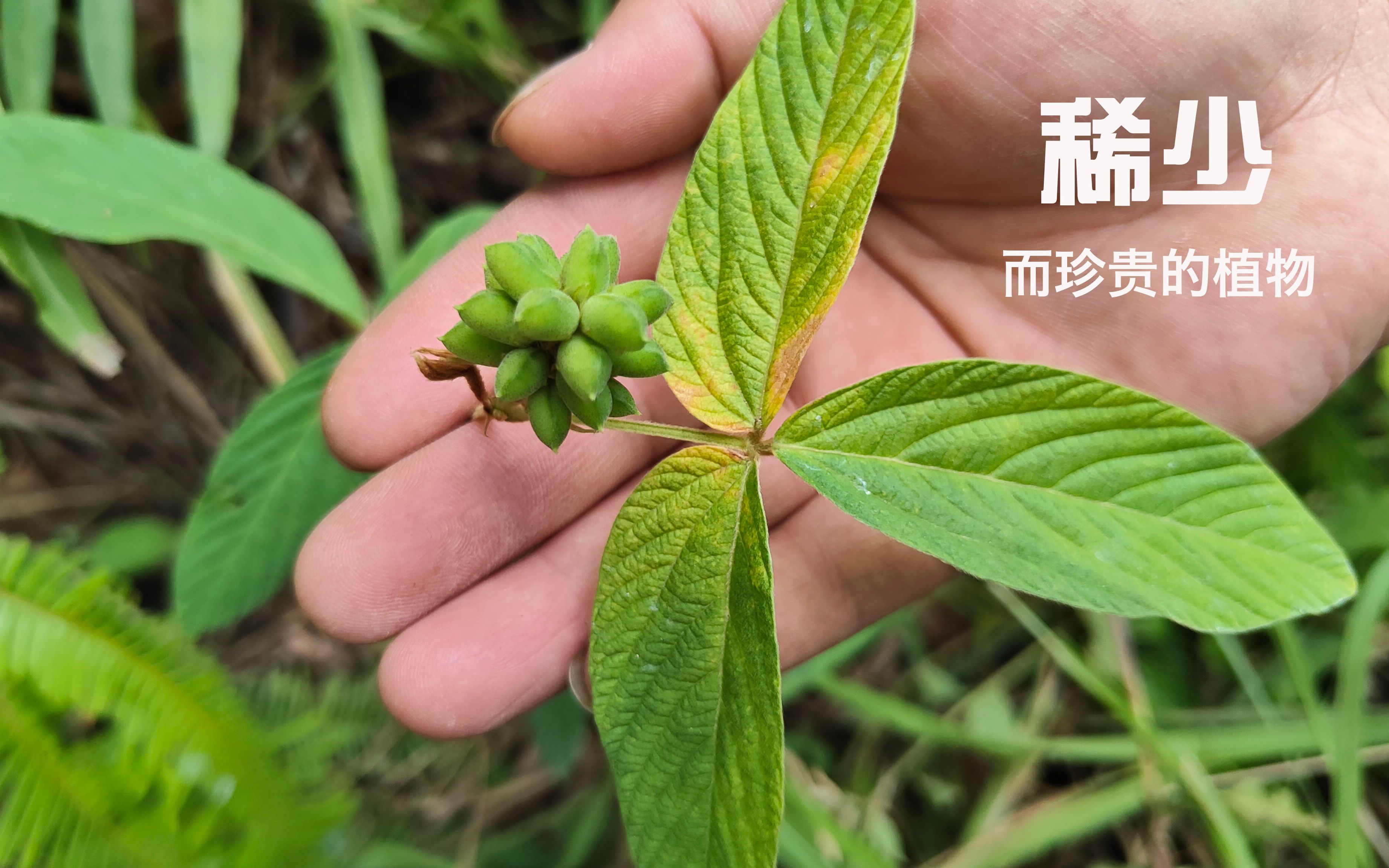 有种珍贵植物叫健根,猪脚煲汤,80岁大爷腰不痛大气不喘爬高楼