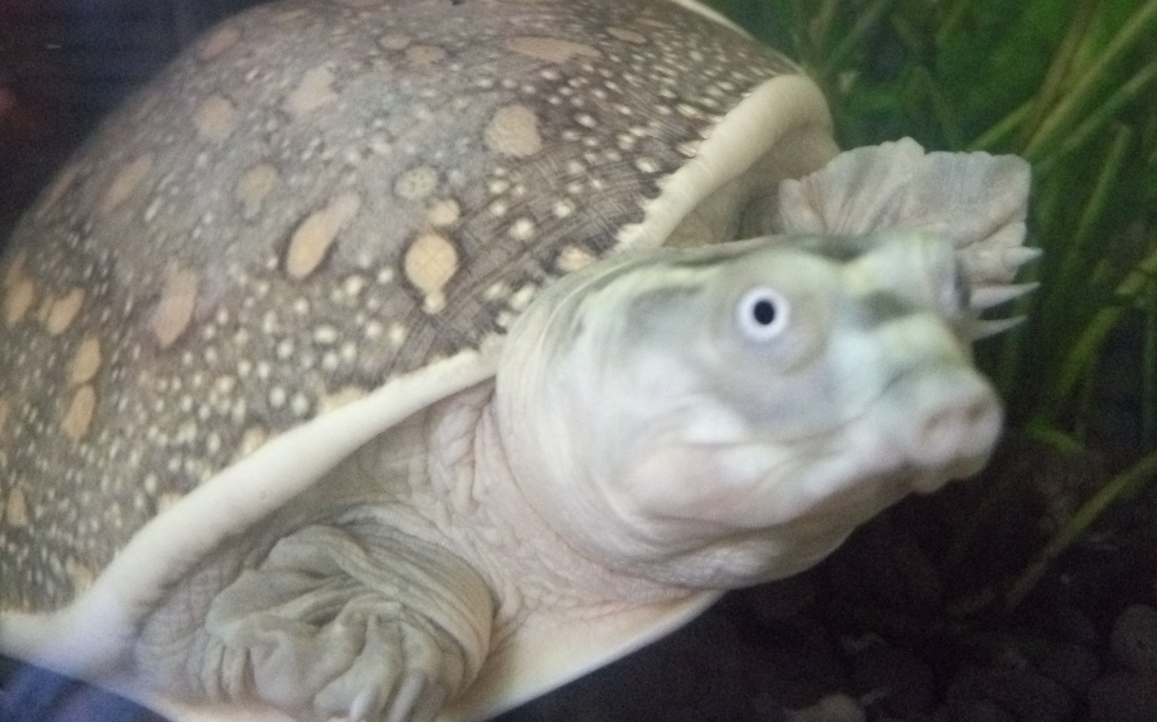 北印度箱鳖(lissemys punctata andersoni)饲养观察日记【多p】_哔哩