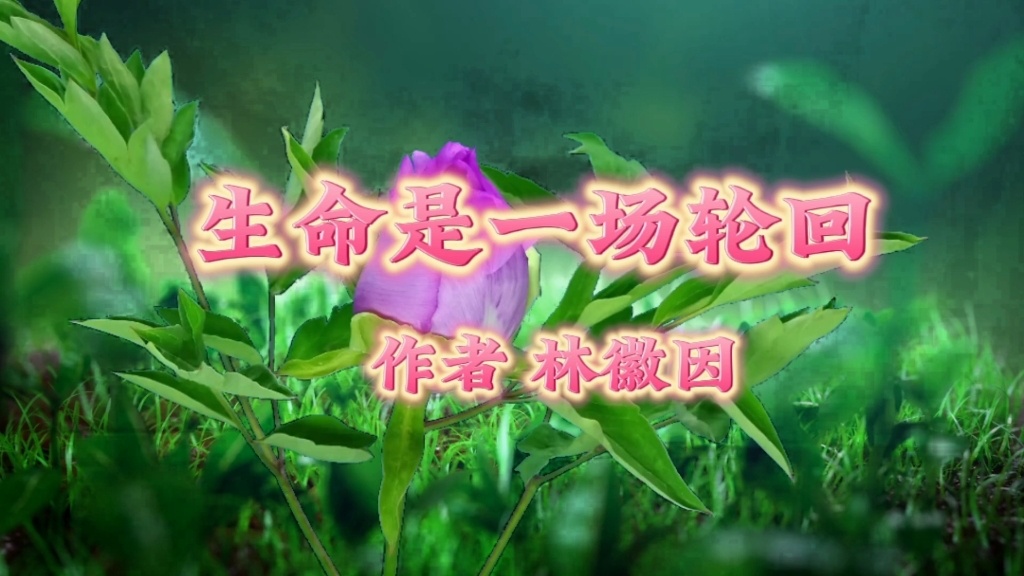 《生命是一场轮回》林徽因