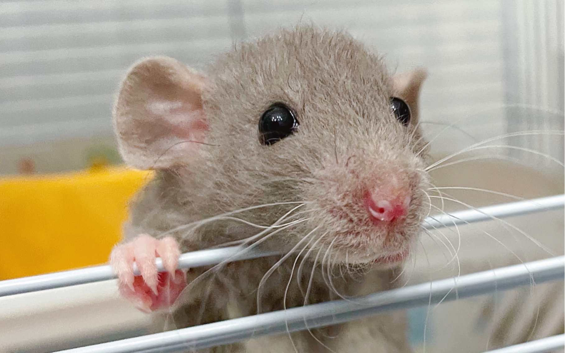 【花枝鼠开箱】俄蓝卷毛弟弟到家开箱视频_哔哩哔哩_bilibili