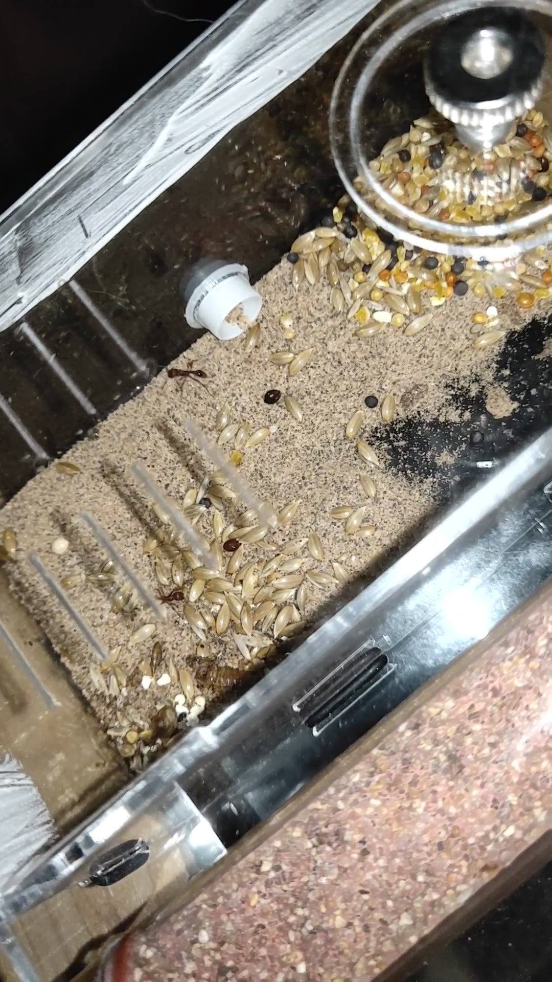 栗红须蚁_哔哩哔哩 (゜-゜)つロ 干杯~-bilibili